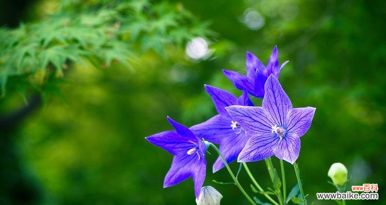 绿色桔梗花语是什么?桔梗花寓意有何特别?