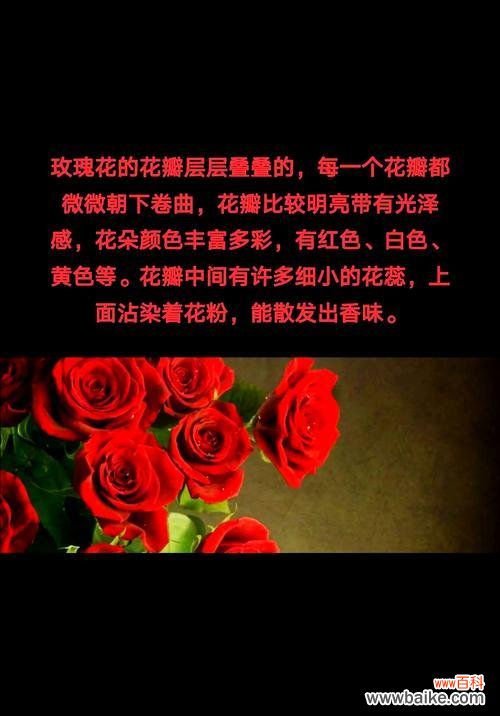 红色玫瑰花数量不同代表什么?每朵玫瑰花的寓意是什么?