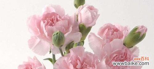 康乃馨的鲜花语言与美丽传说 康乃馨花语与寓意