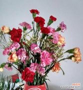 一朵花 康乃馨花的颜色代表及其含义