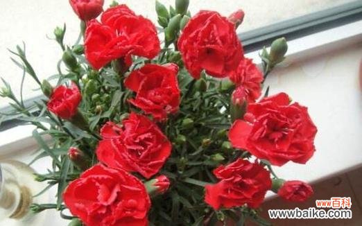 一朵花 康乃馨花的颜色代表及其含义