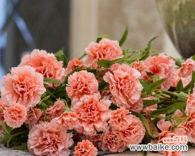 传达爱与尊敬的康乃馨花语 康乃馨花的寓意与意义