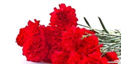 花语解读 康乃馨