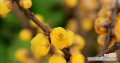 探秘腊梅花的隐含信息 腊梅花的花语与寓意