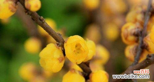 探秘腊梅花的隐含信息 腊梅花的花语与寓意