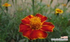 探寻孔雀草的象征之旅 孔雀草的寓意与象征意义