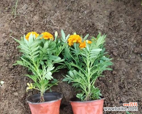 探寻孔雀草的象征之旅 孔雀草的寓意与象征意义