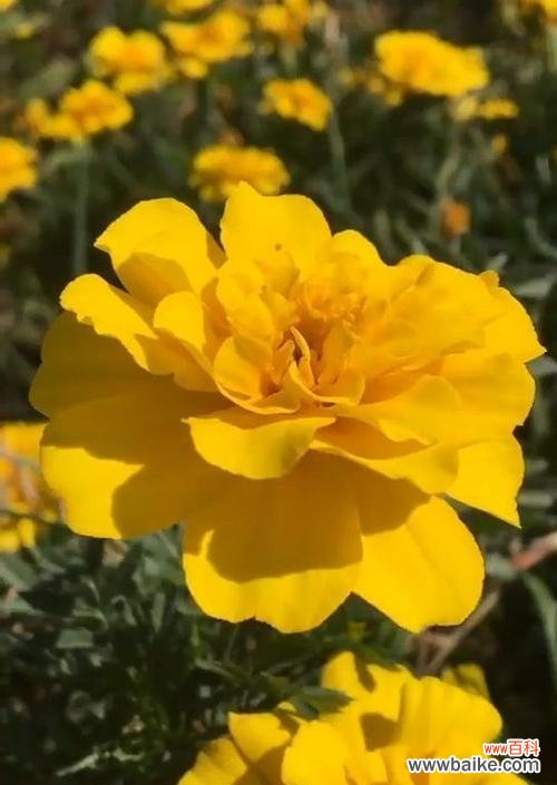 探寻孔雀草背后的含义 孔雀草的花语