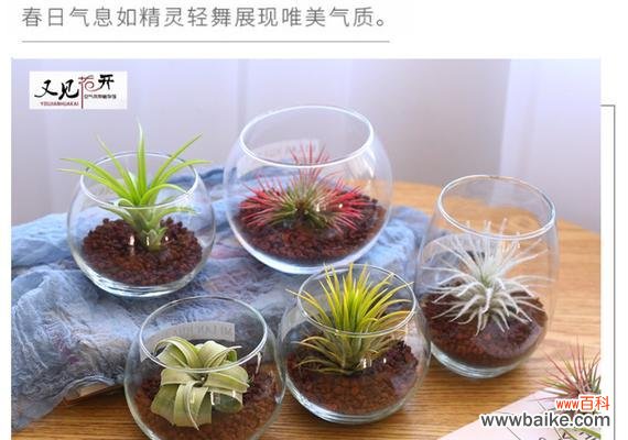 揭示空气凤梨花语背后的深层含义 空气凤梨的花语与寓意