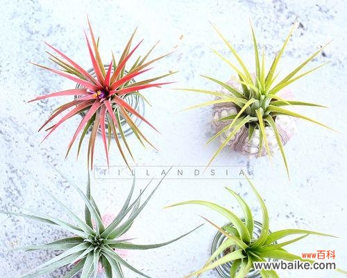 揭示空气凤梨花语背后的深层含义 空气凤梨的花语与寓意