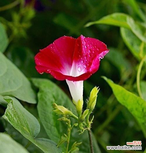 探寻喇叭花所传递的内涵与象征意义 喇叭花的花语与寓意