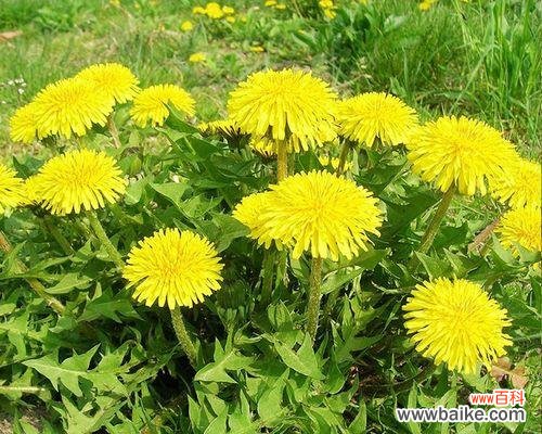 唤醒岁月芬芳的蒲公英 以款冬蒲公英，生日花语早熟