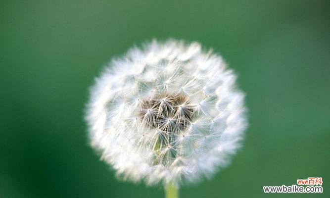 唤醒岁月芬芳的蒲公英 以款冬蒲公英，生日花语早熟