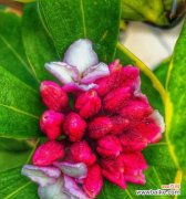 探寻孔雀花的意义与象征 孔雀花的花语