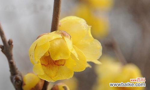诠释四季之美 以夏腊梅的花语