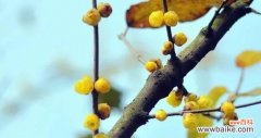 解读腊梅的花语和象征 腊梅花语与象征