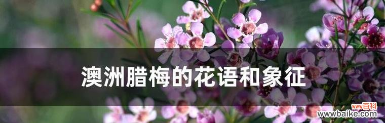 解读腊梅的花语和象征 腊梅花语与象征
