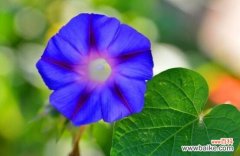 探索喇叭花的寓意与意义 喇叭花——生命的奇迹