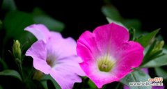 探索喇叭花的含义 喇叭花的花语与象征