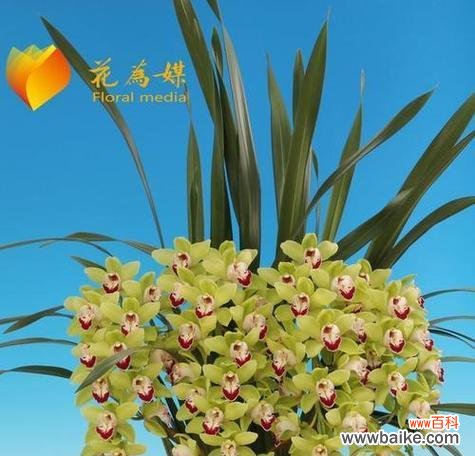 传承千年的芬芳与意义 探寻兰草花的花语之美