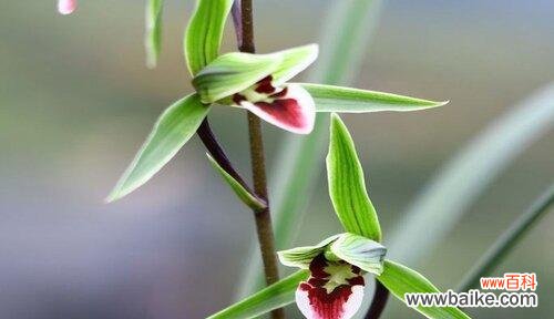 传承千年的芬芳与意义 探寻兰草花的花语之美