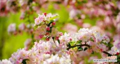 邪恶花语的背后故事与神秘传说 邪恶花之谜