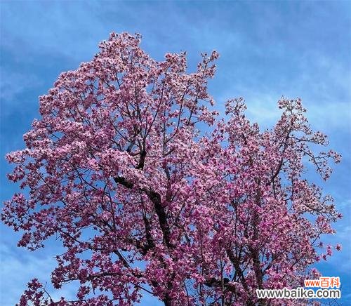 邪恶花语的背后故事与神秘传说 邪恶花之谜
