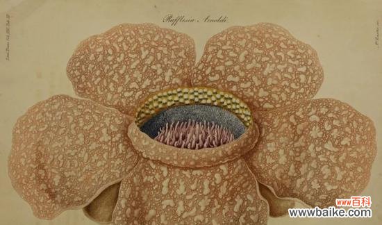 邪恶花语的背后故事与神秘传说 邪恶花之谜