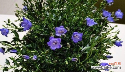 用花的语言传达真挚的谢意 花语表达谢意的花，美丽的感激之语