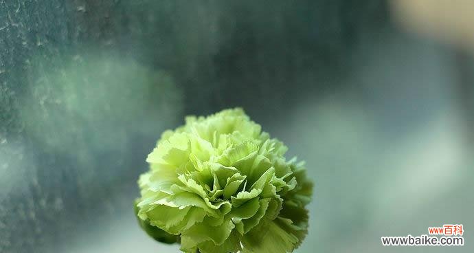 用花的语言传达真挚的谢意 花语表达谢意的花，美丽的感激之语