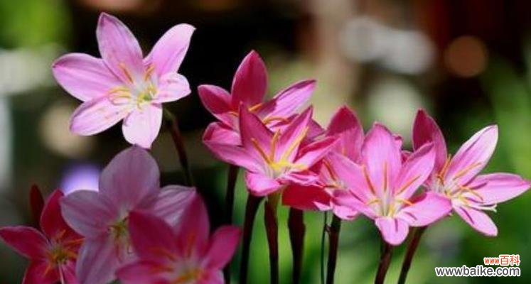 以表示心动的花为主题 花语心动,用花语传递心动的情感