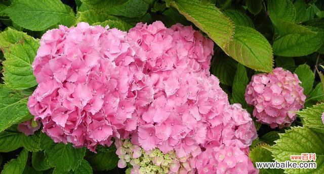 以表示心动的花为主题 花语心动,用花语传递心动的情感