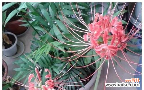 揭示死亡花卉的象征意义 花语之死——以表示死亡的花为主题的探索