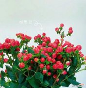 花开虽春 花语之言，思念的花