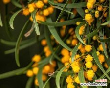 怀念家园的花朵 思乡之情化作花开