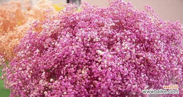 揭秘那些无私奉献的花的含义与故事 花开无私，奉献一片馨香