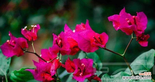 以花语为媒 花语传情——探寻喜欢的花的秘密