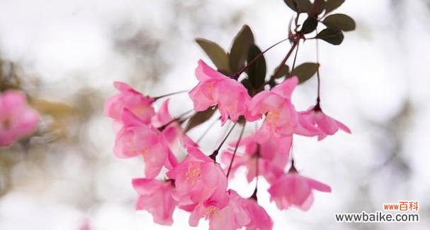 花语中的相思之情 相思之花-永远的思念