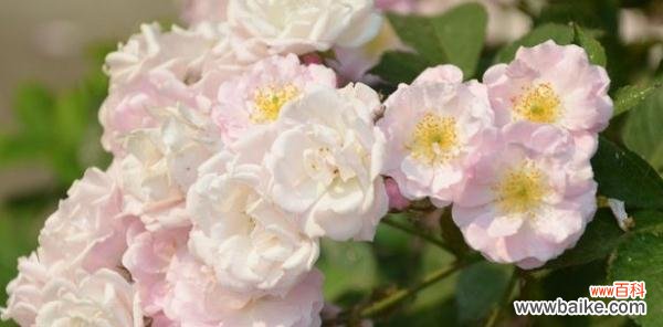 用花朵诉说心中的思念 花语之思念花的告白