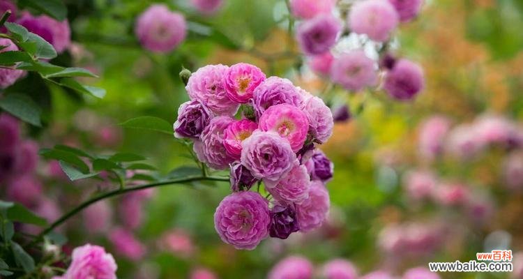 用花朵诉说心中的思念 花语之思念花的告白