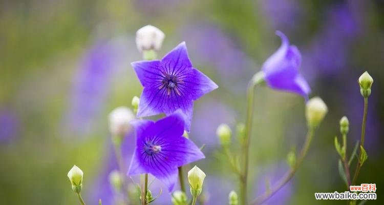 用花朵诉说心中的思念 花语之思念花的告白