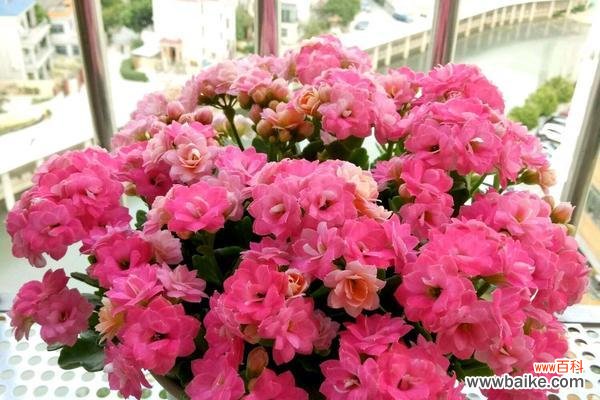 花语传递着幸福的信息 幸福的花语——探索花朵给人带来的幸福感