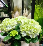 哪种花最象征爱情？爱情的花语有哪些？