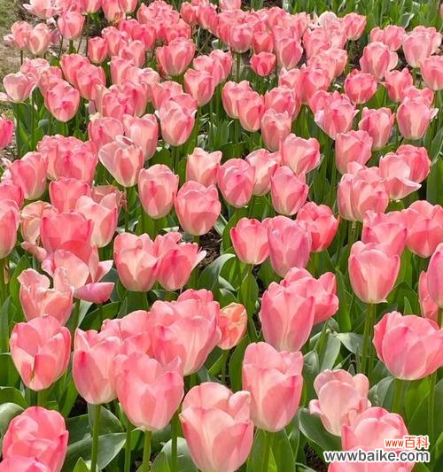 哪种花最象征爱情?爱情的花语有哪些?