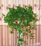 绿色五花的寓意是什么？它象征着什么？