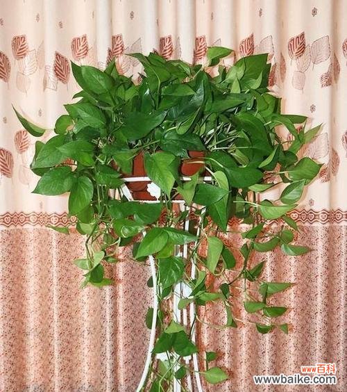 绿色五花的寓意是什么?它象征着什么?