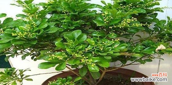 绿色五花的寓意是什么?它象征着什么?