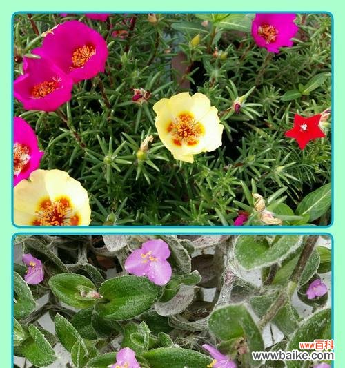 绿色五花的寓意是什么?它象征着什么?