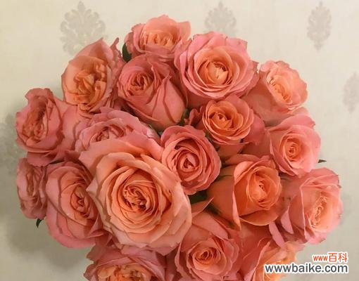 复色玫瑰花代表什么？复色玫瑰花的象征意义是什么？