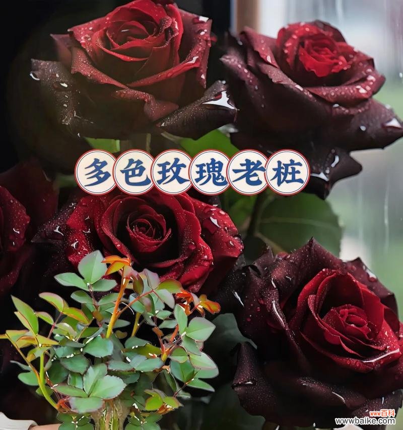 复色玫瑰花代表什么？复色玫瑰花的象征意义是什么？